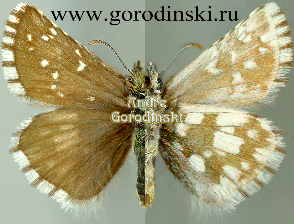 http://www.gorodinski.ru/hesperidae/Pyrgus jupei.jpg